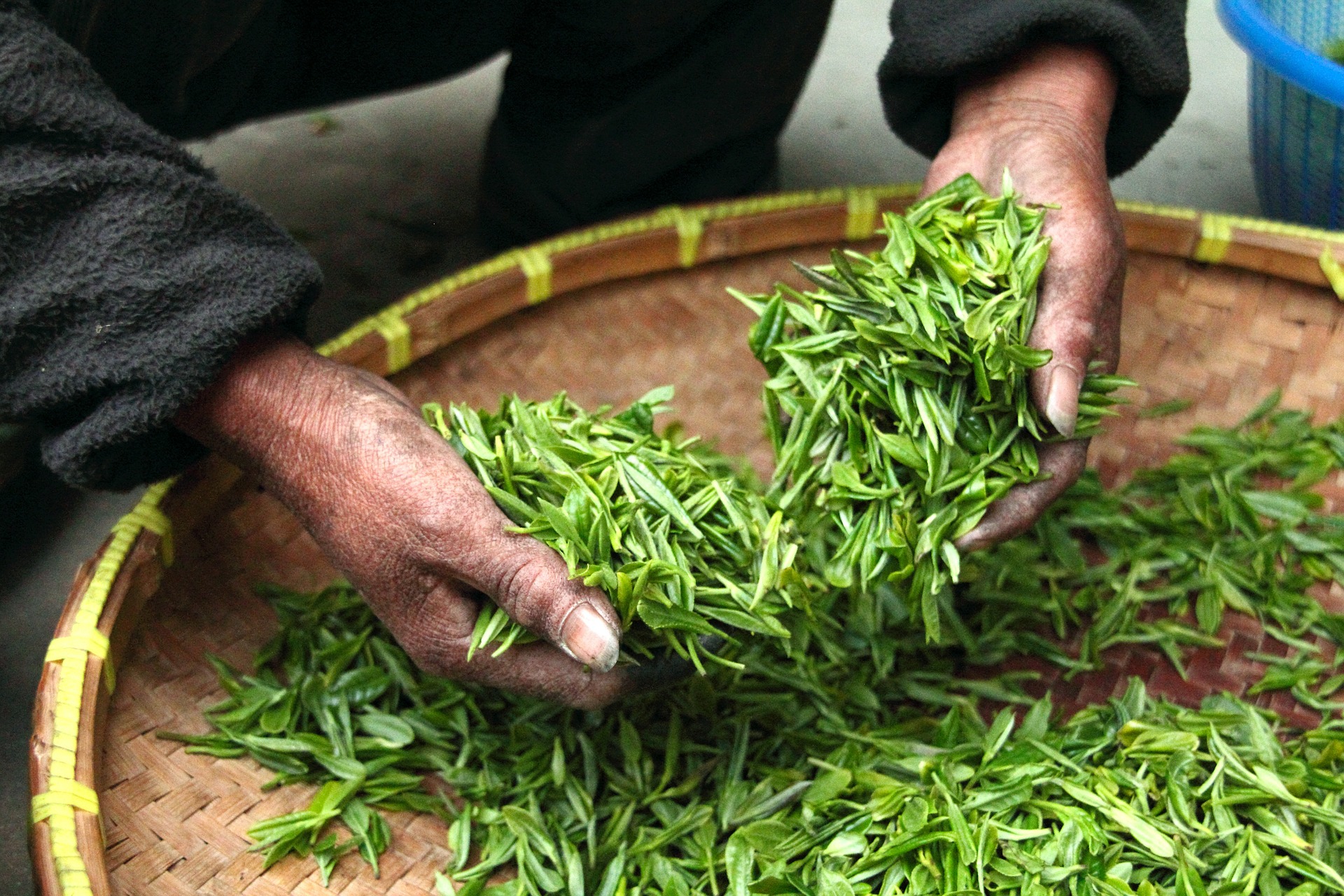Herstellung von Grünen Tee!